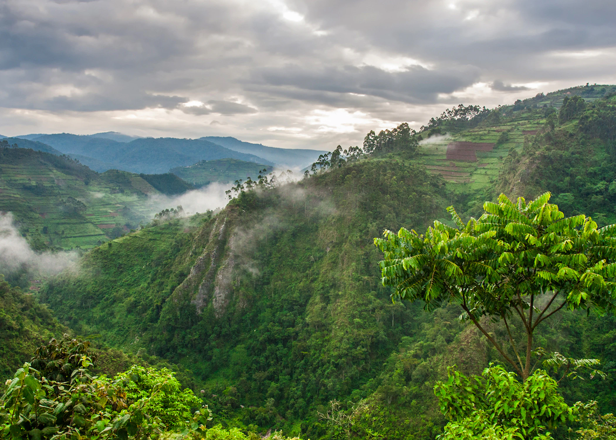 Rushaga | Bwindi Impenetrable Forest | Brilliant Uganda