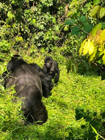 Gorilla Habituation Experience