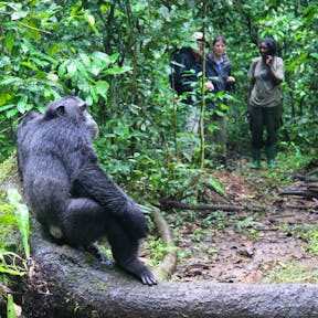 Kibale Forest Camp