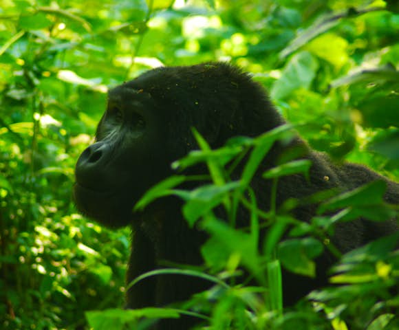 Gorilla trekking in Bwindi Impenetrable National Park