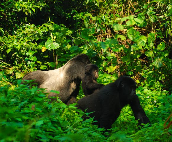 Activities in Bwindi Impenetrable National Park