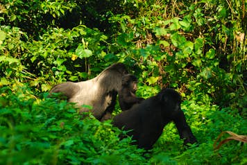 The Gorillas roam in small familial groups. 