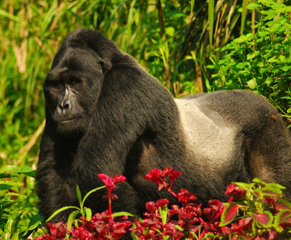 When to visit Bwindi Impenetrable National Park