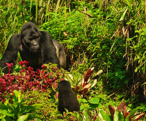 Gorilla trekking in Bwindi Impenetrable National Park