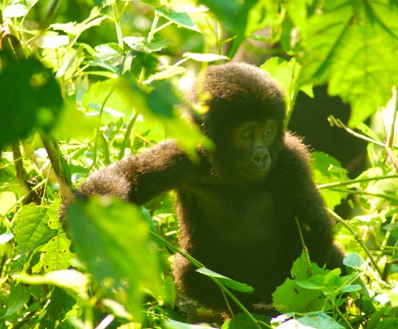 When to visit Bwindi Impenetrable National Park