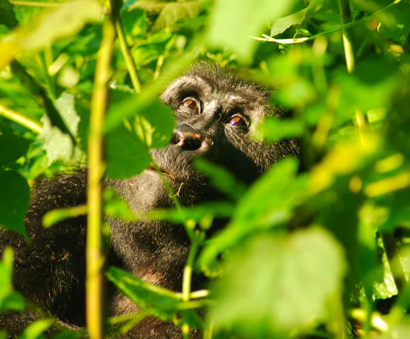Wildlife in Uganda | Brilliant Uganda