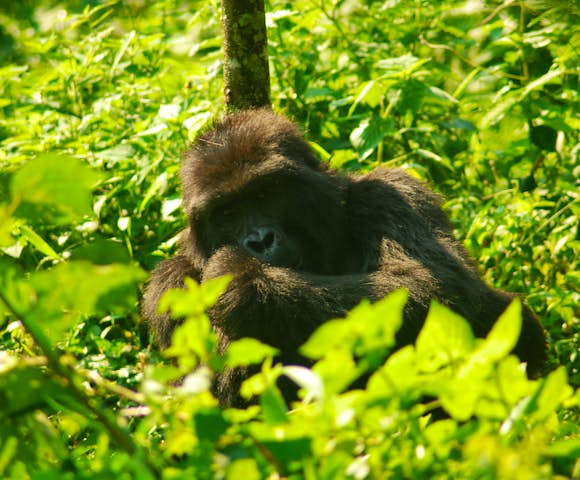 Activities in Bwindi Impenetrable National Park