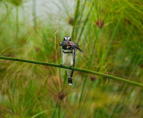 The pied kingfisher is found in Entebbe.