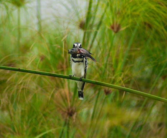 The pied kingfisher is found in Entebbe.