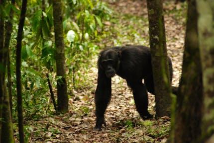 Adult chimpanzee walking through Kibale Forest on Kibale habituation experience.
