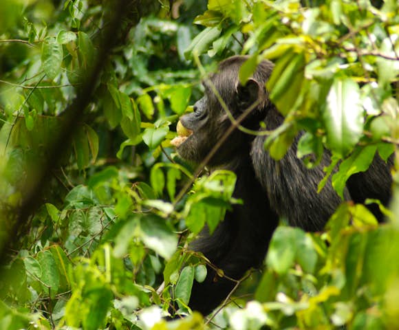 Chimpanzee eating some fruit whilst sitting on a branch.