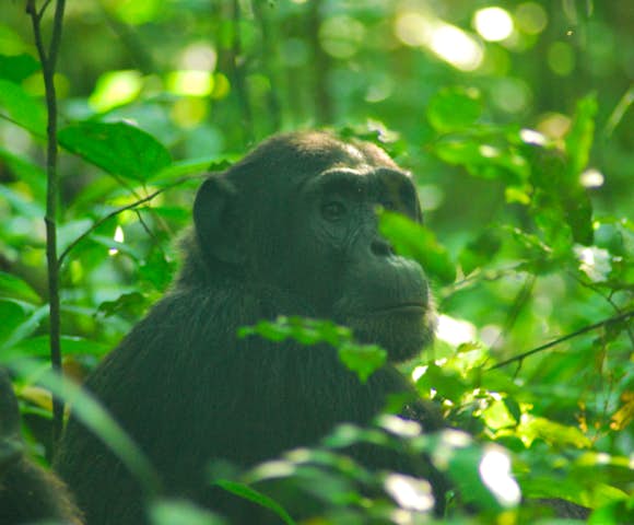 Chimpanzee staring into the distance in Kibale Forest on Kibale habituation experience.