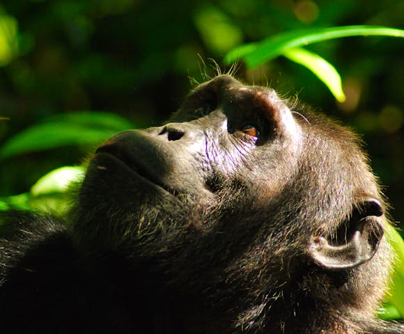 Close up photo of a chimpanzee in Kibale Forest.