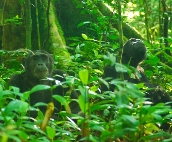 Two adult chimpanzees sitting in Kibale Forest.
