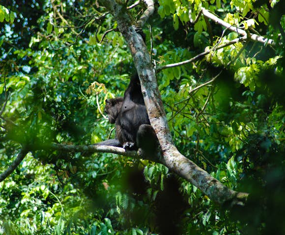 Chimpanzee sitting on a branch in Kibale Forest.