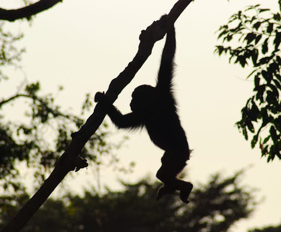 Baby chimpanzee swinging through the trees of Kibale Forest.