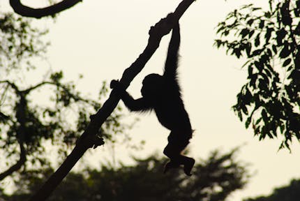 Baby chimpanzee swinging through the trees of Kibale Forest.
