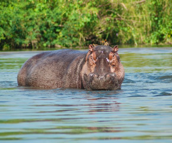 Hippo in the Kazinga Channel.