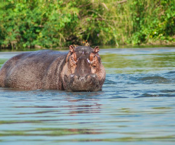 Hippo in the Kazinga Channel.