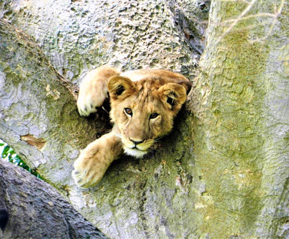 The Ishasha Sector is famous for its tree-climbing lions.