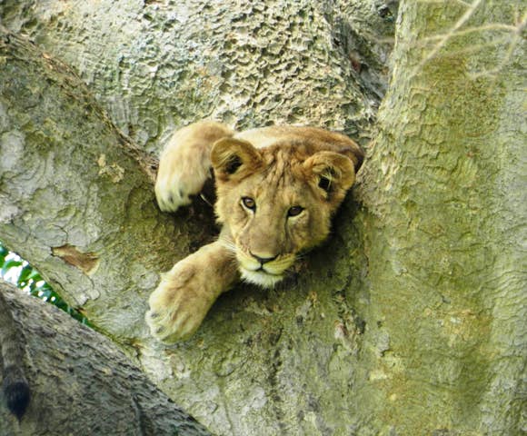 Lions in Queen Elizabeth National Park