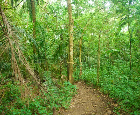 A view of the forest in Semliki Wildlife Reserve.
