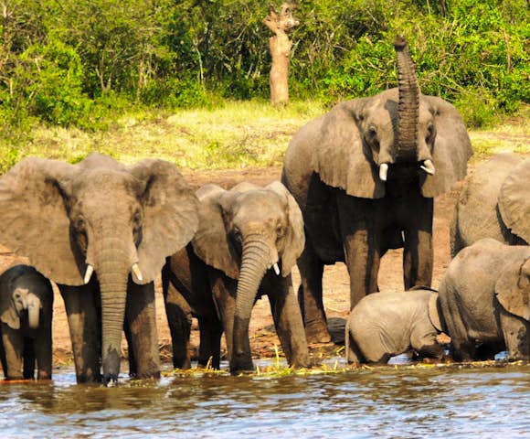 Thirsty elephants having an afternoon drink from the Kazinga Channel.