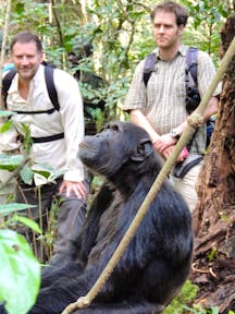 Chimpanzee in Kibale Forest on Kibale habituation experience.