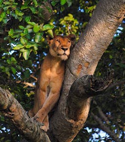 Uganda Tours