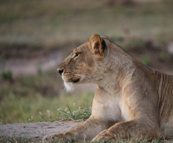 Pakuba Safari Lodge