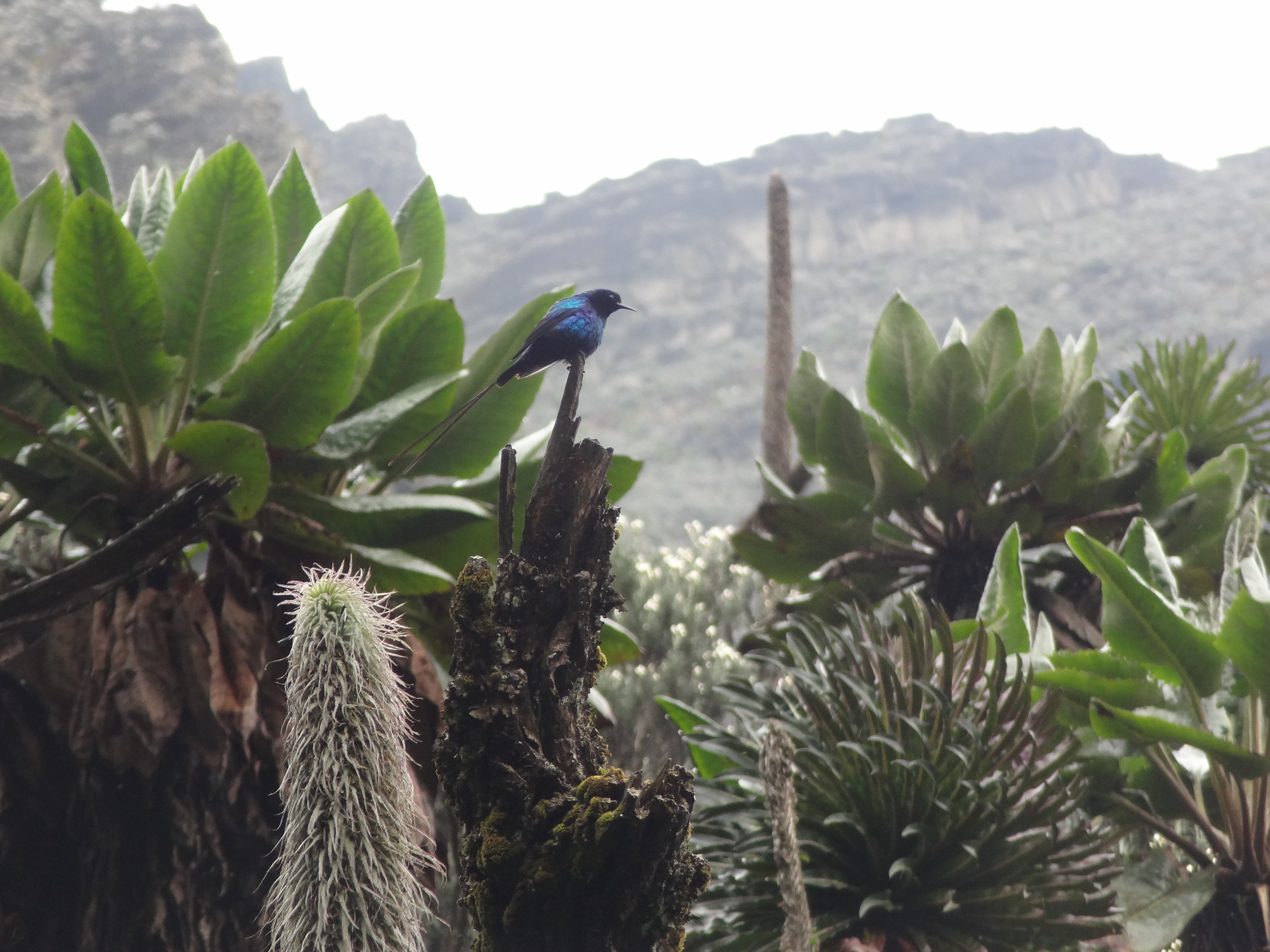 Flora and Fauna in the Rwenzori Mountains | Brilliant Uganda