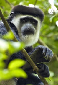 Things to Do in Kidepo Valley National Park