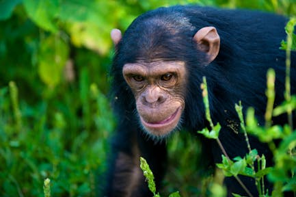 Chimpanzee in Kibale Forest on Kibale habituation experience.