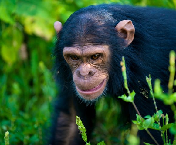 Chimpanzee in Kibale Forest on Kibale habituation experience.
