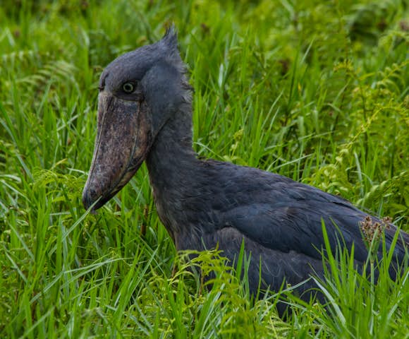 The Mabamba Swamp is home to the famous shoebill stalk.
