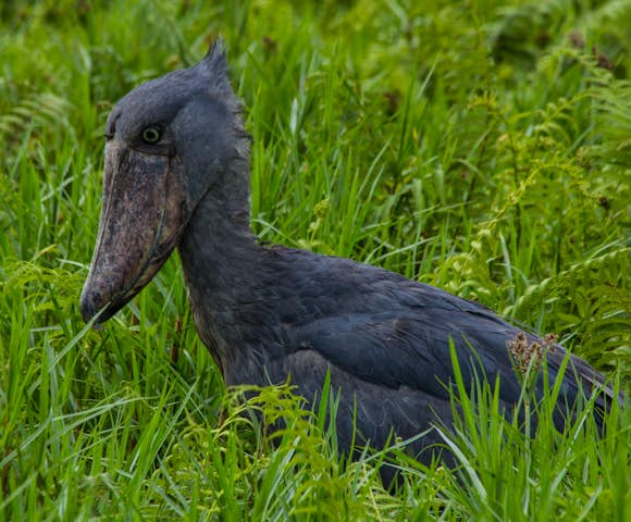 The Mabamba Swamp is home to the famous shoebill stalk.