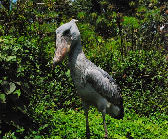 The Uganda Wildlife Education Centre is home to the shoebill stalk. 