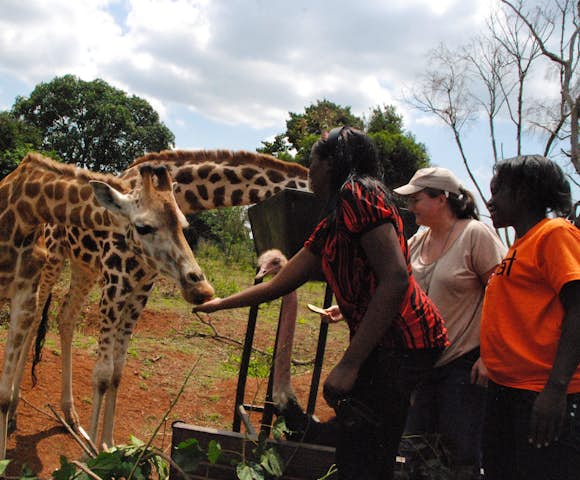 Giraffes being fed at the Uganda Wildlife Education Centre.