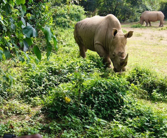 The Uganda Wildlife Education Centre rescues endangered animals. 