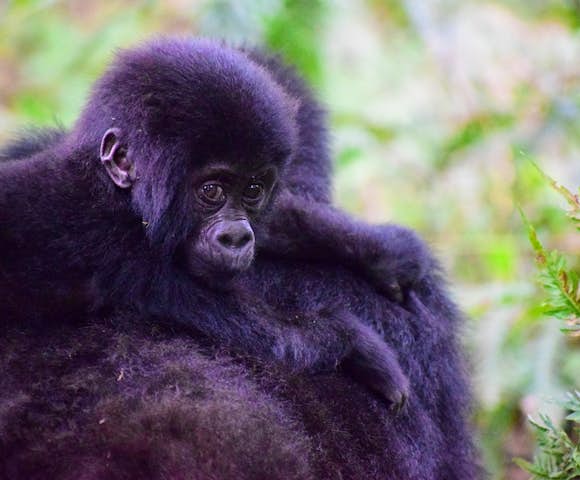 Baby gorilla, Bwindi Impenetrable Forest.