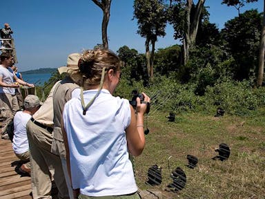 Ngamba Island Chimpanzee Sanctuary