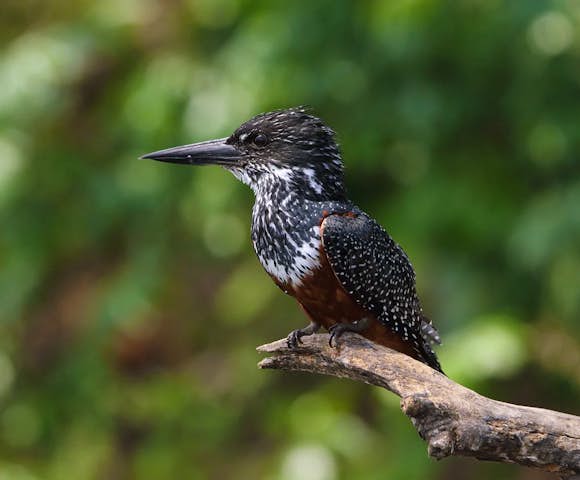 Entebbe Botanical Garden has a thriving population of giant kingfishers. 