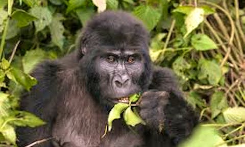 Bwindi Mountain Gorilla Families