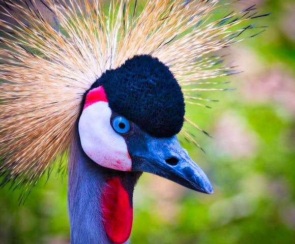 The grey crowned crane is found at Lake Mutanda and QENP.