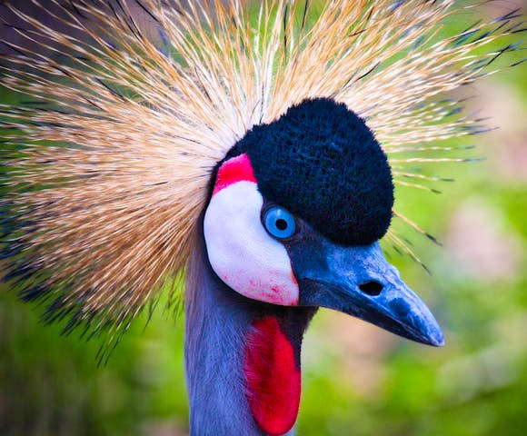 The grey crowned crane is found at Lake Mutanda and QENP.