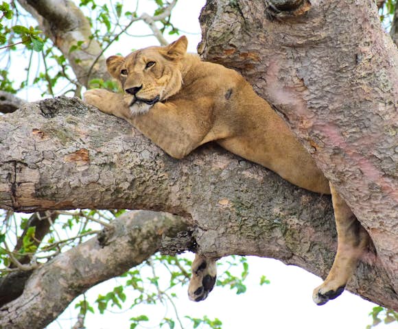 Lion climbing tree in the Ishasha sector of Queen Elizabeth National Park.