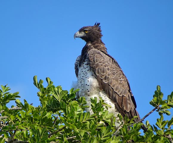 Martial eagle, Kyambura Gorge.