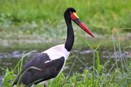 Lake George is home to the rare saddle-billed stork.