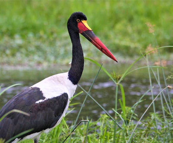 Lake George is home to the rare saddle-billed stork.
