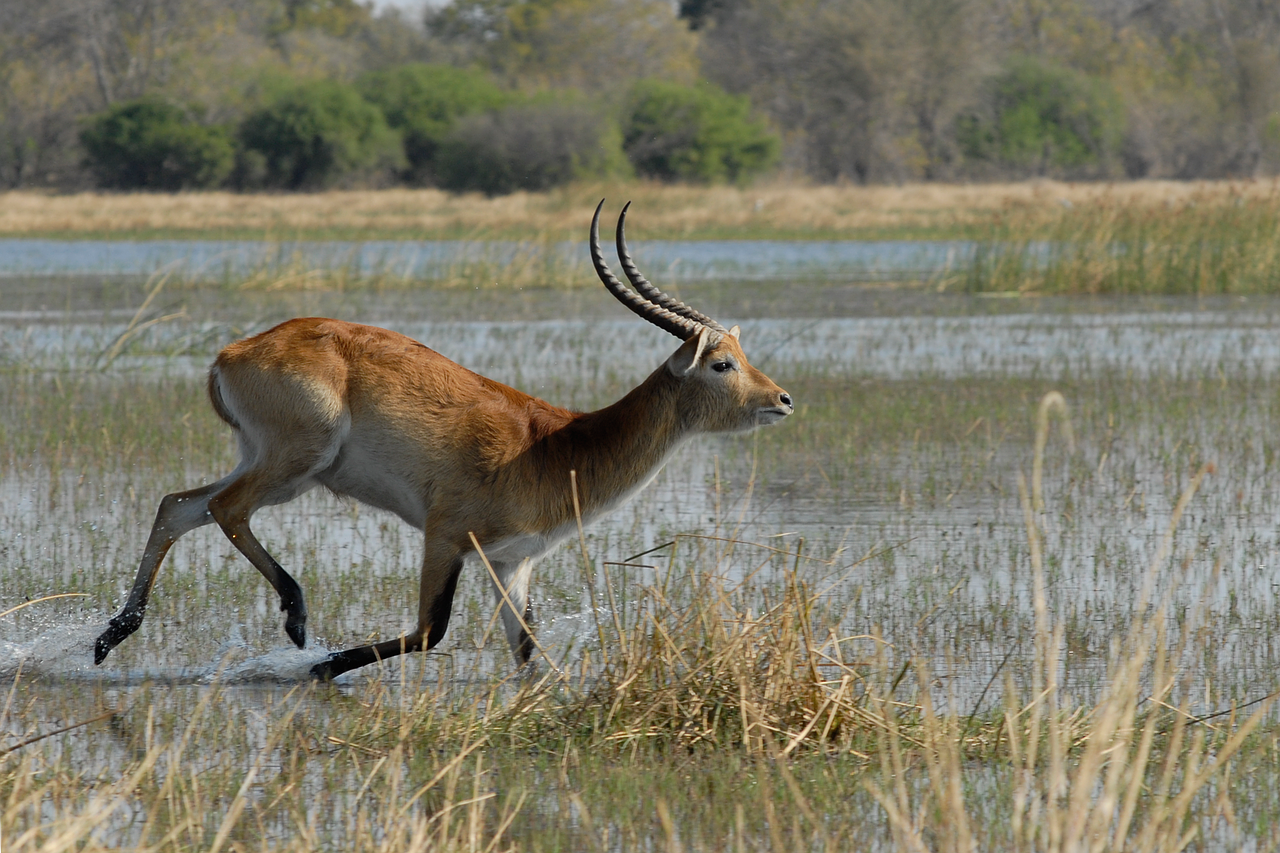 Download Antelopes in Murchison Falls National Park | Brilliant Uganda